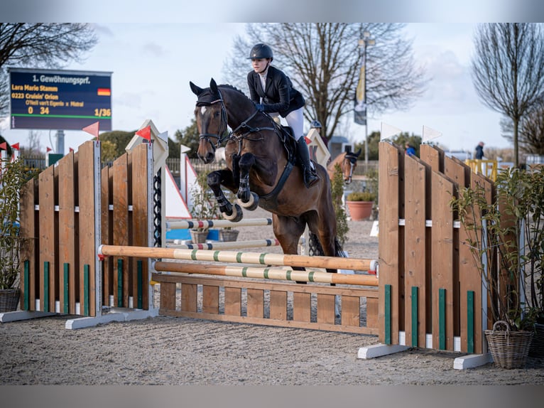 KWPN Gelding 6 years 18 hh Brown in Wipperf&#xFC;rth