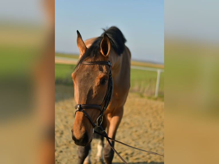KWPN Gelding 6 years 18 hh Brown in Geilenkirchen