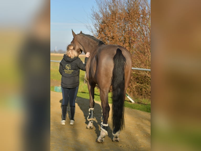 KWPN Gelding 6 years 18,1 hh Bay-Dark in Geilenkirchen