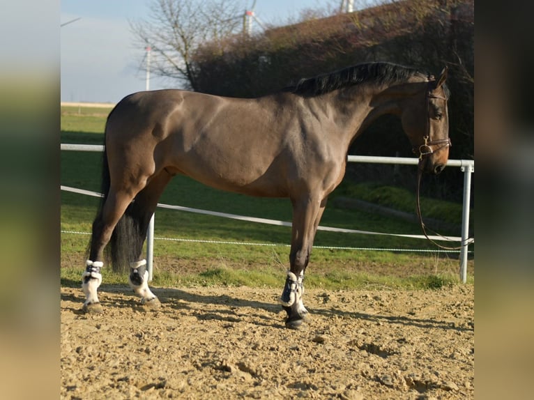 KWPN Gelding 6 years 18,1 hh Bay-Dark in Geilenkirchen