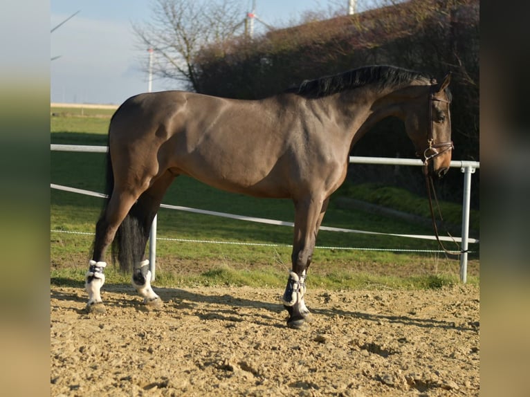 KWPN Gelding 6 years 18,1 hh Bay-Dark in Geilenkirchen