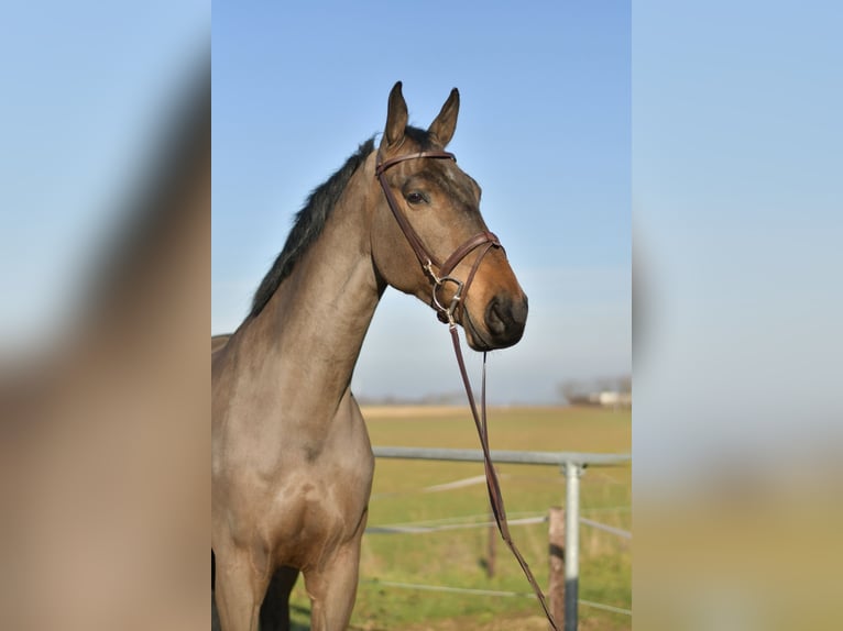 KWPN Gelding 6 years 18,1 hh Bay-Dark in Geilenkirchen