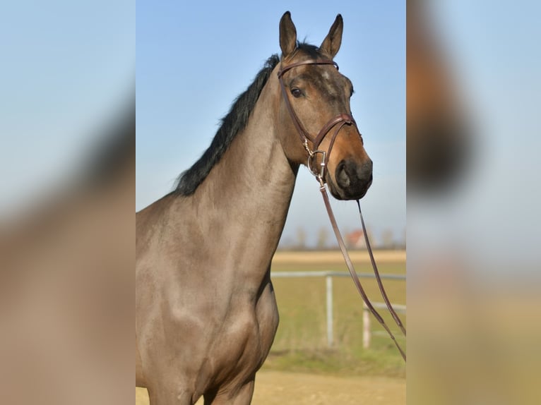 KWPN Gelding 6 years 18,1 hh Bay-Dark in Geilenkirchen
