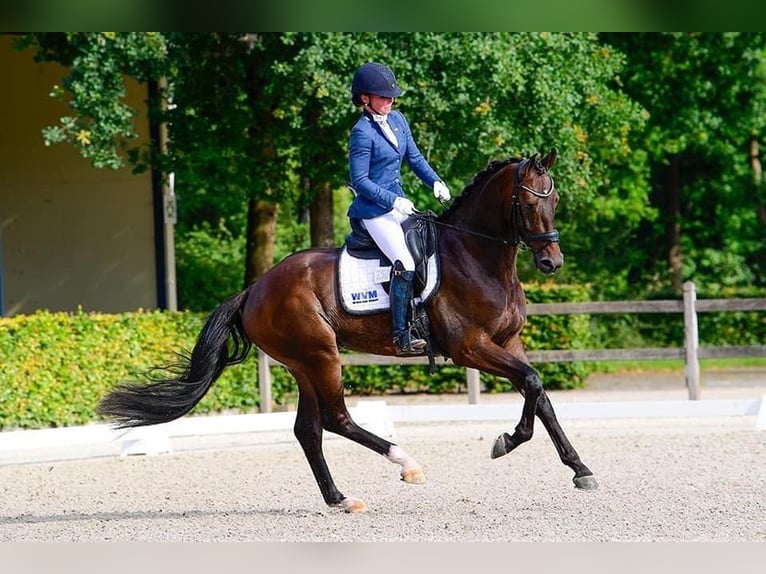 KWPN Gelding 6 years Bay-Dark in Haaksbergen