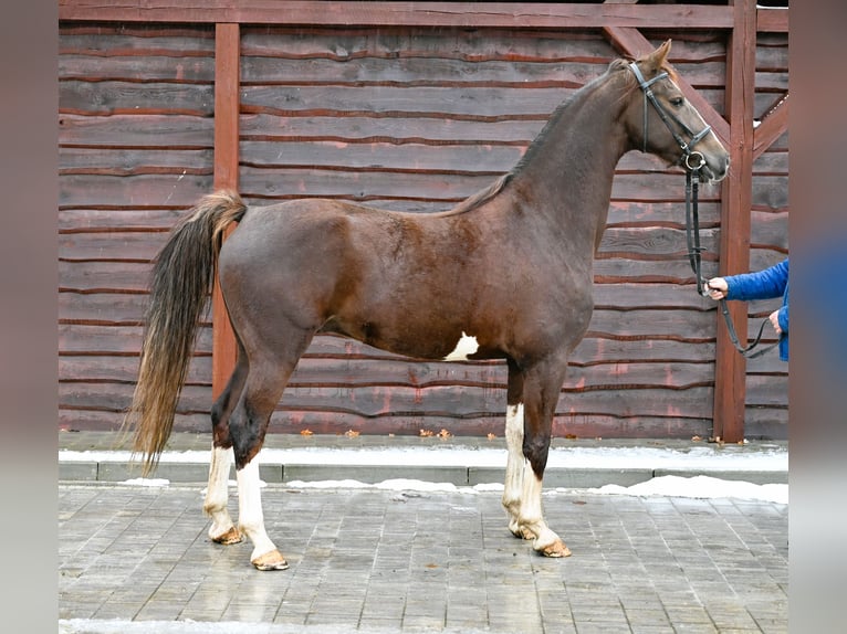 KWPN Gelding 6 years Chestnut-Red in Je&#x17C;&#xF3;w