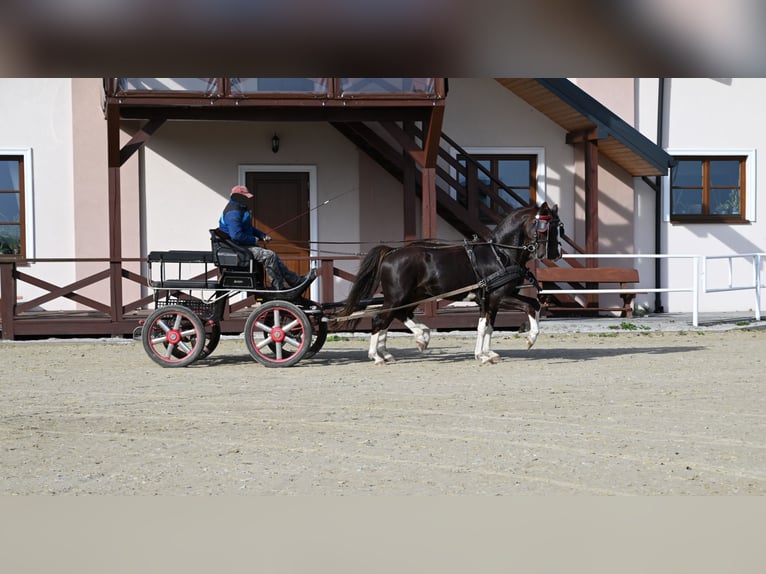KWPN Gelding 6 years Chestnut-Red in Je&#x17C;&#xF3;w