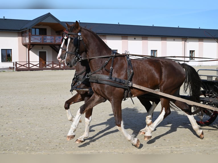 KWPN Gelding 6 years Chestnut-Red in Je&#x17C;&#xF3;w