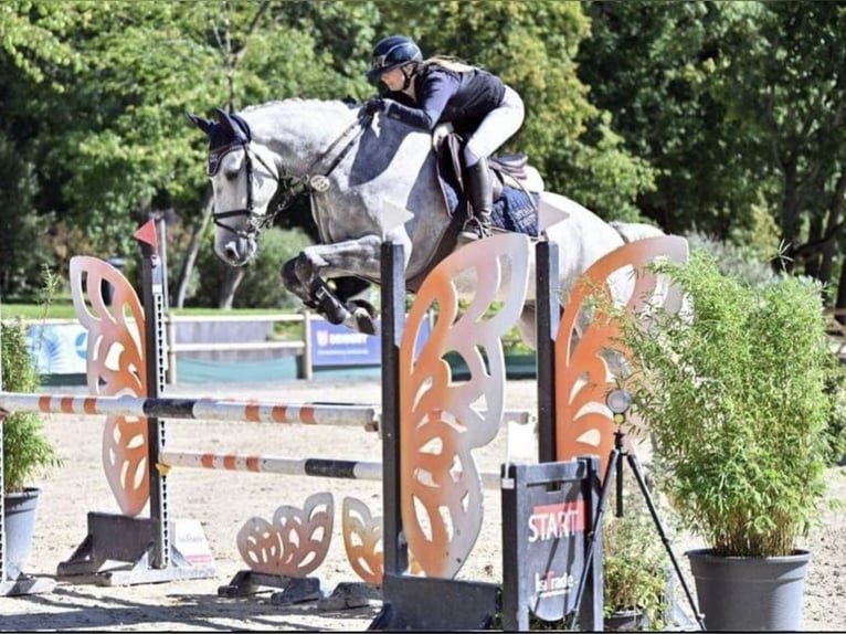 KWPN Gelding 6 years Grey in Wächtersbach