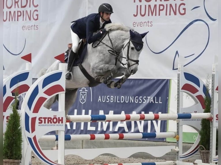 KWPN Gelding 6 years Grey in Wächtersbach