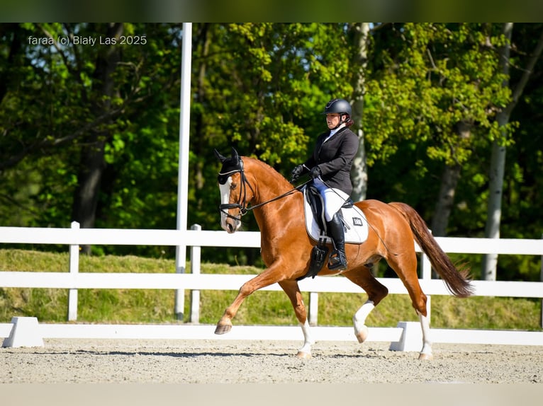 KWPN Gelding 7 years 15.2 hh Chestnut-Red in Wierzbna