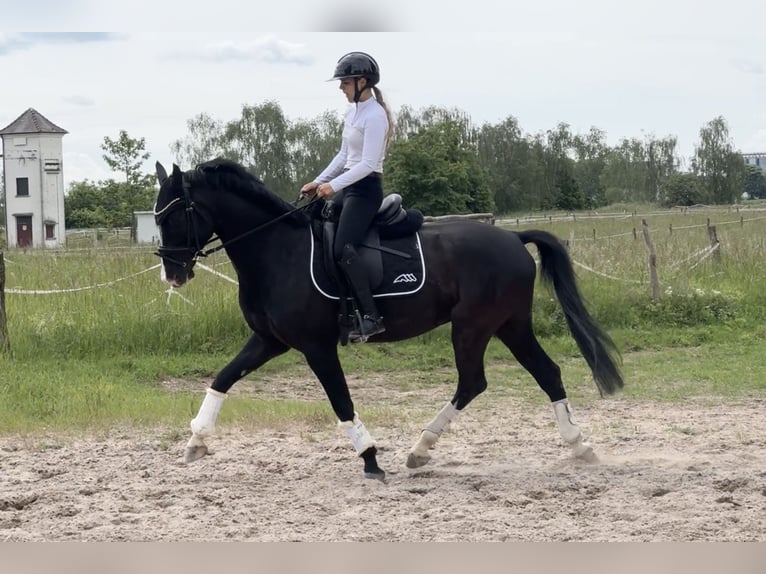 KWPN Gelding 7 years 15.2 hh Smoky-Black in Ladenburg