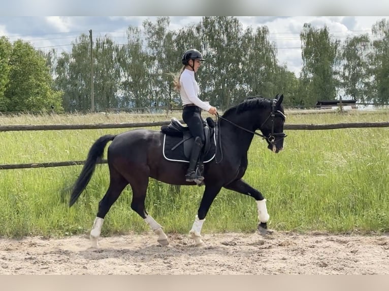 KWPN Gelding 7 years 15.2 hh Smoky-Black in Ladenburg