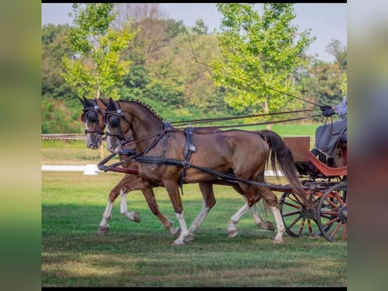 KWPN Gelding 7 years 15,3 hh Chestnut in Tahitotfalu