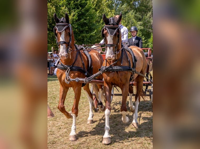 KWPN Gelding 7 years 15,3 hh Chestnut in Tahitotfalu