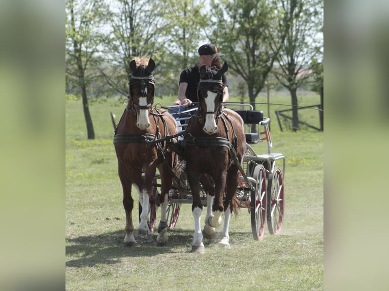 KWPN Gelding 7 years 15,3 hh Chestnut in Tahitotfalu