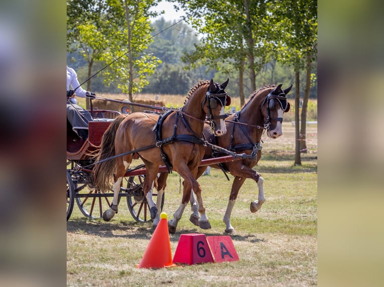 KWPN Gelding 7 years 15,3 hh Chestnut in Tahitotfalu