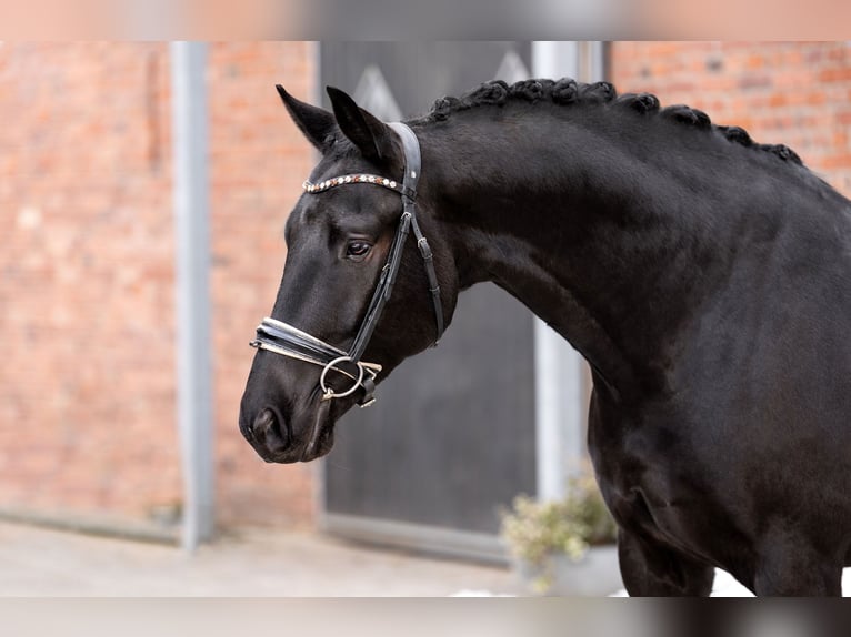 KWPN Gelding 7 years 16,1 hh Black in Berlin