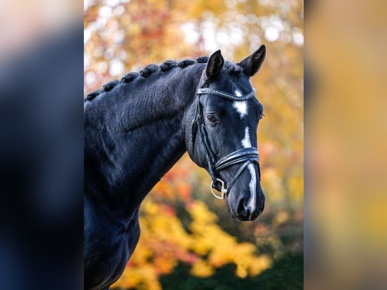KWPN Gelding 7 years 16,1 hh Black in Tass