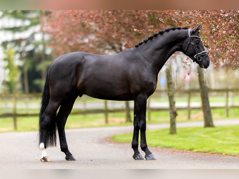 KWPN Gelding 7 years 16.1 hh Black in Mol