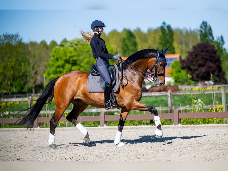 KWPN Gelding 7 years 16.1 hh Brown in Boven-Leeuwen