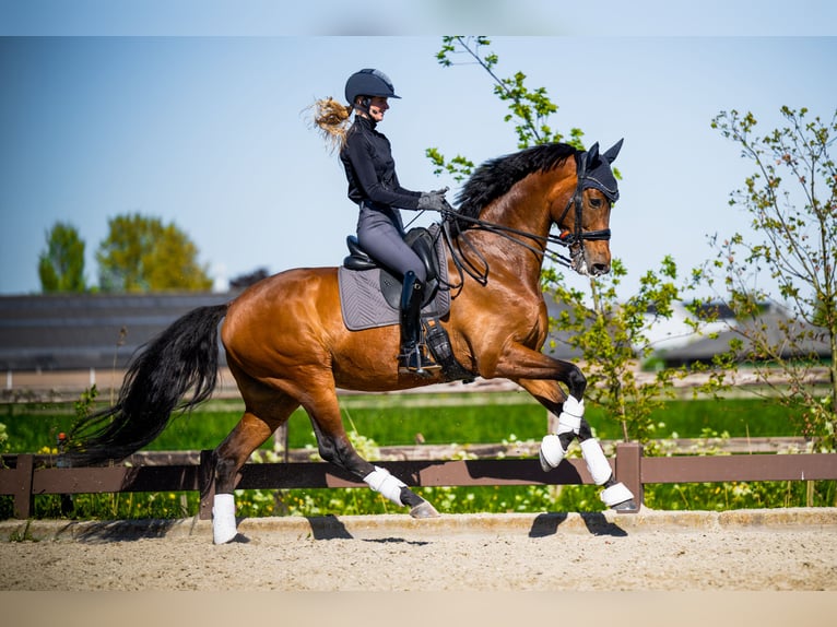 KWPN Gelding 7 years 16.1 hh Brown in Boven-Leeuwen
