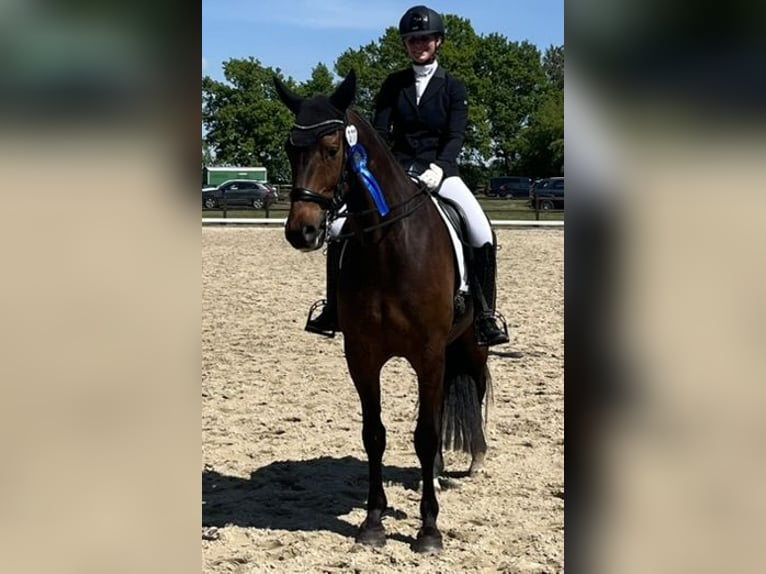 KWPN Gelding 7 years 16.1 hh Brown in Bassum