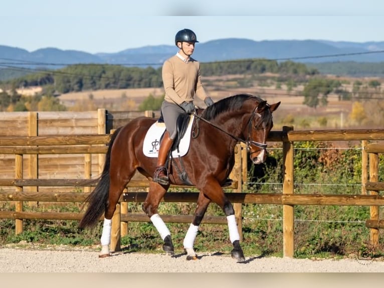 KWPN Gelding 7 years 16.1 hh Brown in Hérault