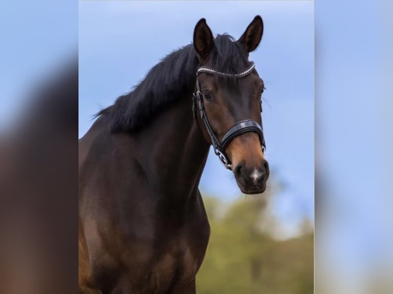 KWPN Gelding 7 years 16.1 hh Brown in Witten