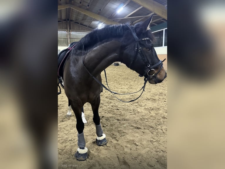 KWPN Gelding 7 years 16.1 hh Brown in Witten