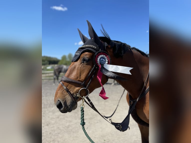 KWPN Gelding 7 years 16,1 hh Brown in GROTE-BROGEL