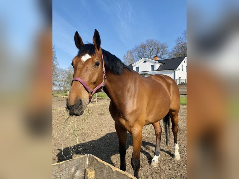 KWPN Gelding 7 years 16,1 hh Brown in GROTE-BROGEL