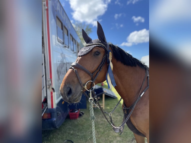 KWPN Gelding 7 years 16,1 hh Brown in GROTE-BROGEL