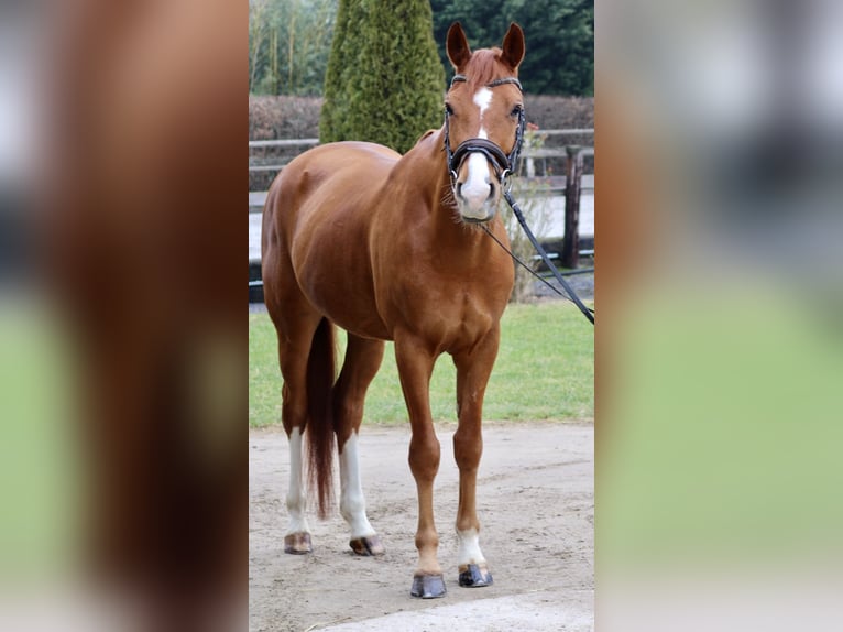 KWPN Gelding 7 years 16,1 hh Chestnut-Red in Erftstadt