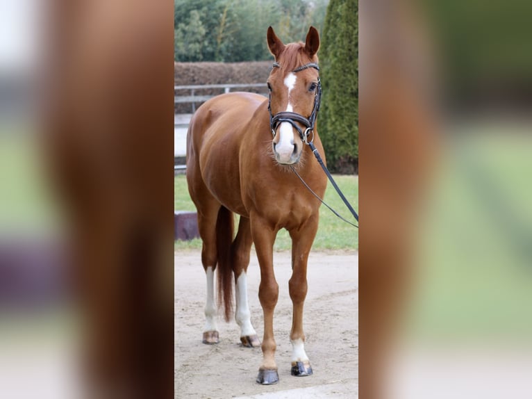 KWPN Gelding 7 years 16,1 hh Chestnut-Red in Erftstadt