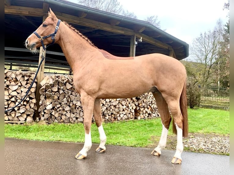 KWPN Gelding 7 years 16,1 hh Chestnut-Red in Sangerhausen