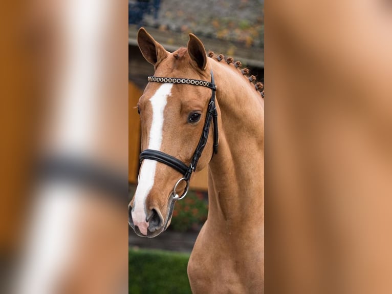 KWPN Gelding 7 years 16,1 hh Chestnut-Red in Sangerhausen