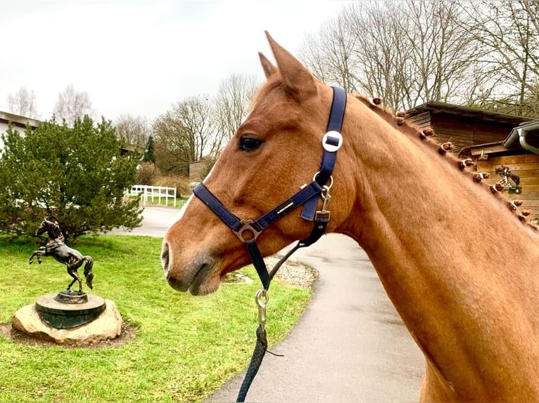 KWPN Gelding 7 years 16,1 hh Chestnut-Red in Sangerhausen