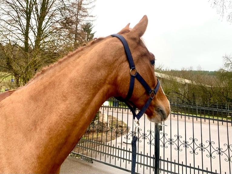 KWPN Gelding 7 years 16,1 hh Chestnut-Red in Sangerhausen