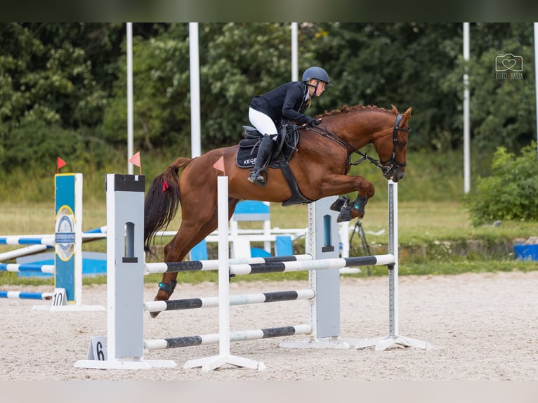 KWPN Gelding 7 years 16,1 hh Chestnut-Red in Wysogotowo