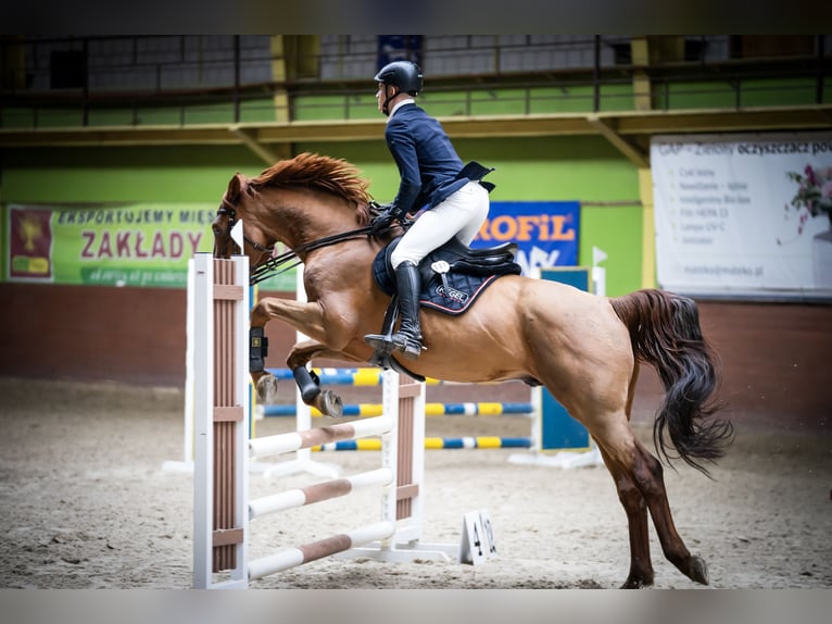 KWPN Gelding 7 years 16,1 hh Chestnut-Red in Wysogotowo