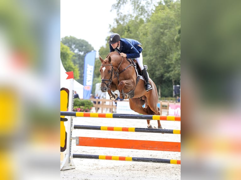 KWPN Gelding 7 years 16,1 hh Chestnut-Red in Wysogotowo