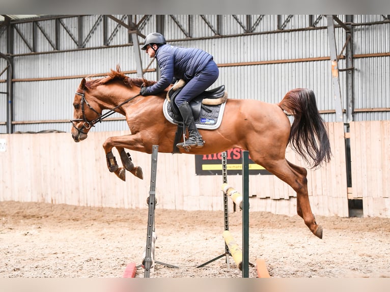 KWPN Gelding 7 years 16,1 hh Chestnut-Red in Wysogotowo