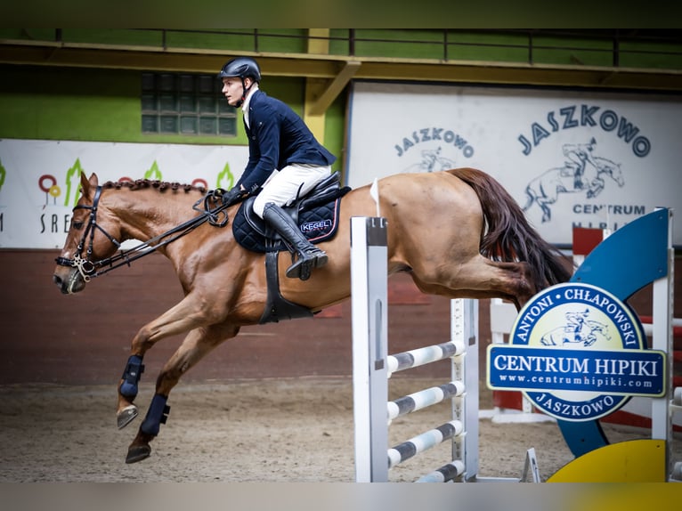 KWPN Gelding 7 years 16,1 hh Chestnut-Red in Wysogotowo