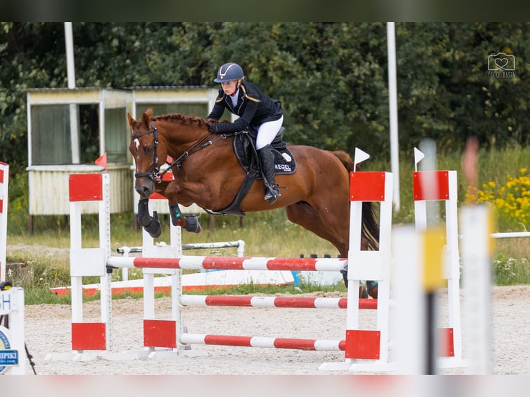 KWPN Gelding 7 years 16,1 hh Chestnut-Red in Wysogotowo