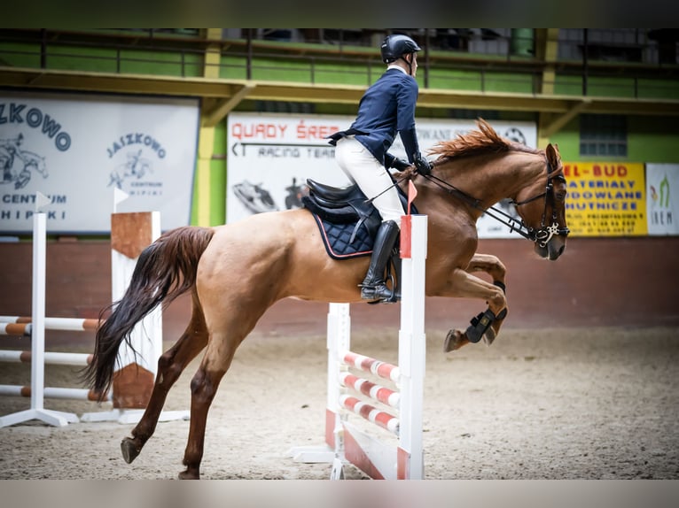 KWPN Gelding 7 years 16,1 hh Chestnut-Red in Wysogotowo