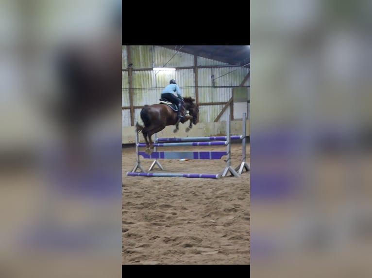 KWPN Gelding 7 years 16,1 hh Chestnut in Messel