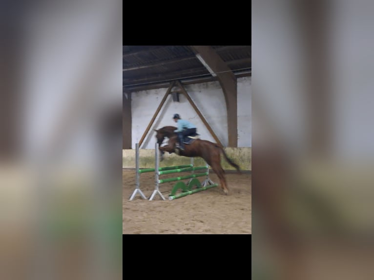 KWPN Gelding 7 years 16,1 hh Chestnut in Messel