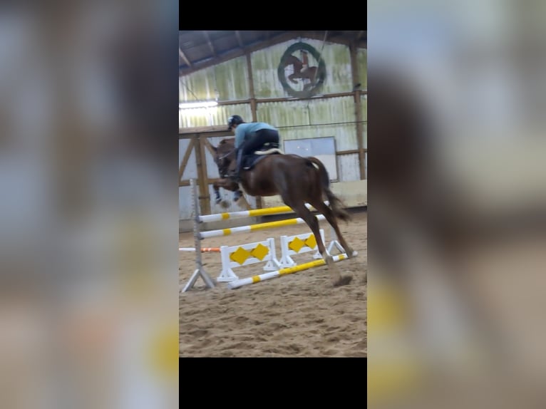 KWPN Gelding 7 years 16,1 hh Chestnut in Messel