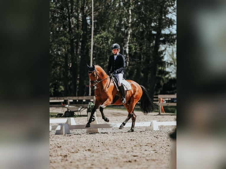 KWPN Gelding 7 years 16,1 hh in Riga