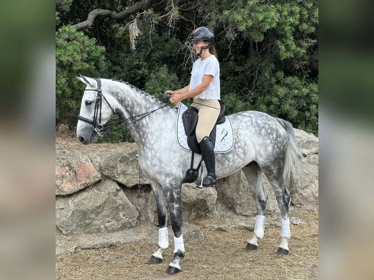 KWPN Gelding 7 years 16,1 hh Gray in Marseille 08